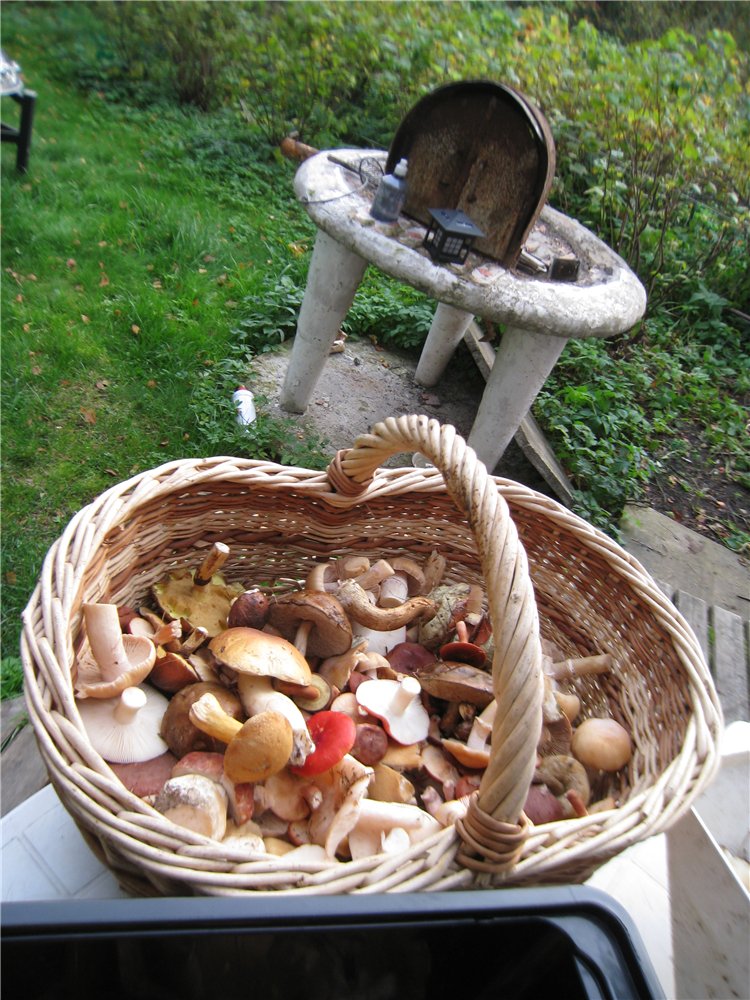 Funghi in tutte le forme: solidi, liquidi, gassosi ...