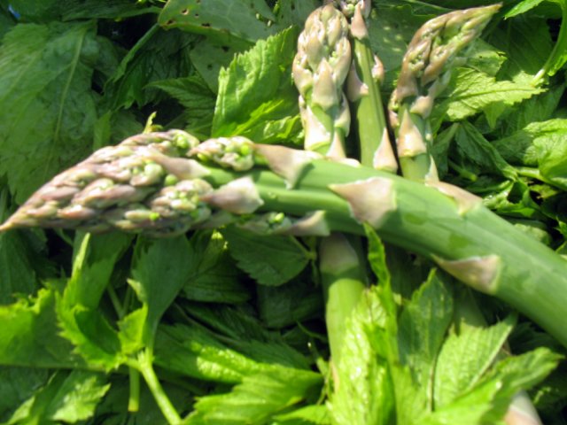 Sneaky and Tongue Asparagus Baked in a Pot (un'umile cena peyzanque)