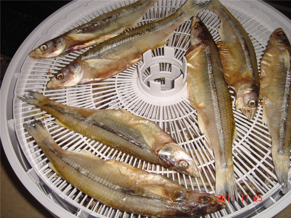 Dried / dried smelt