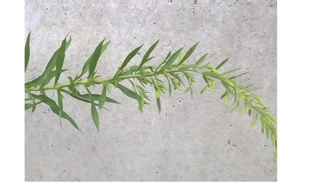 Ivan tea (fermentation of fireweed leaves) - master class