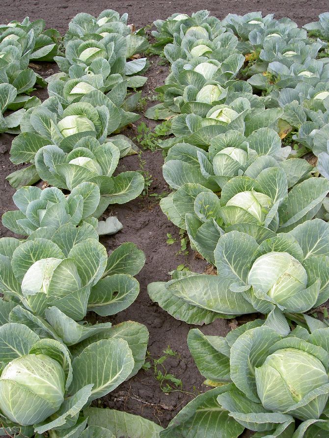 Sauerkraut without straining