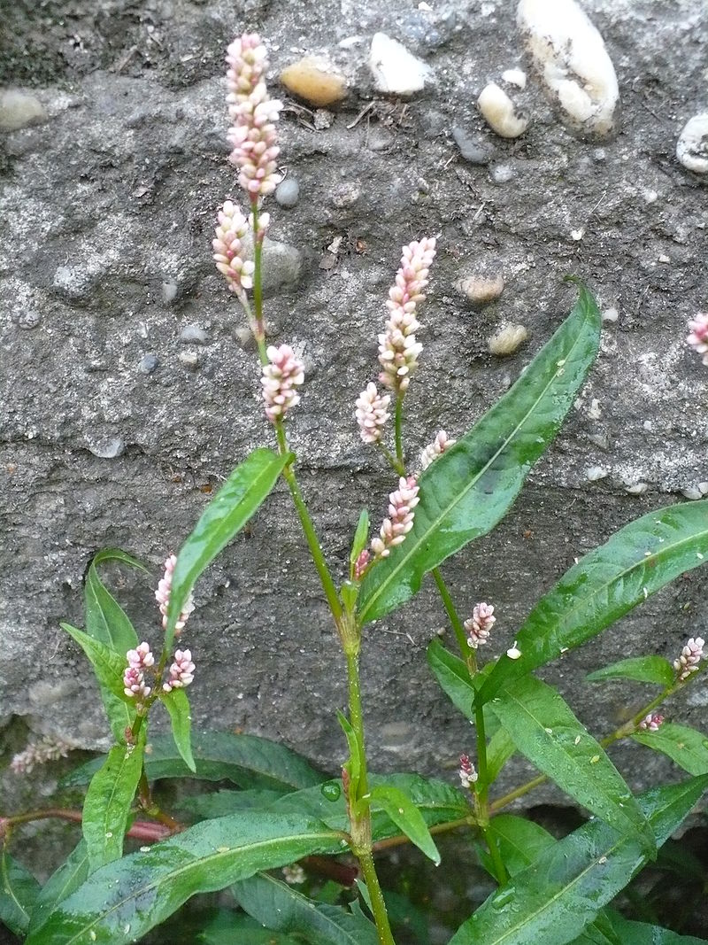 Ceaiul Ivan (fermentarea frunzelor de fireweed) - clasă de master