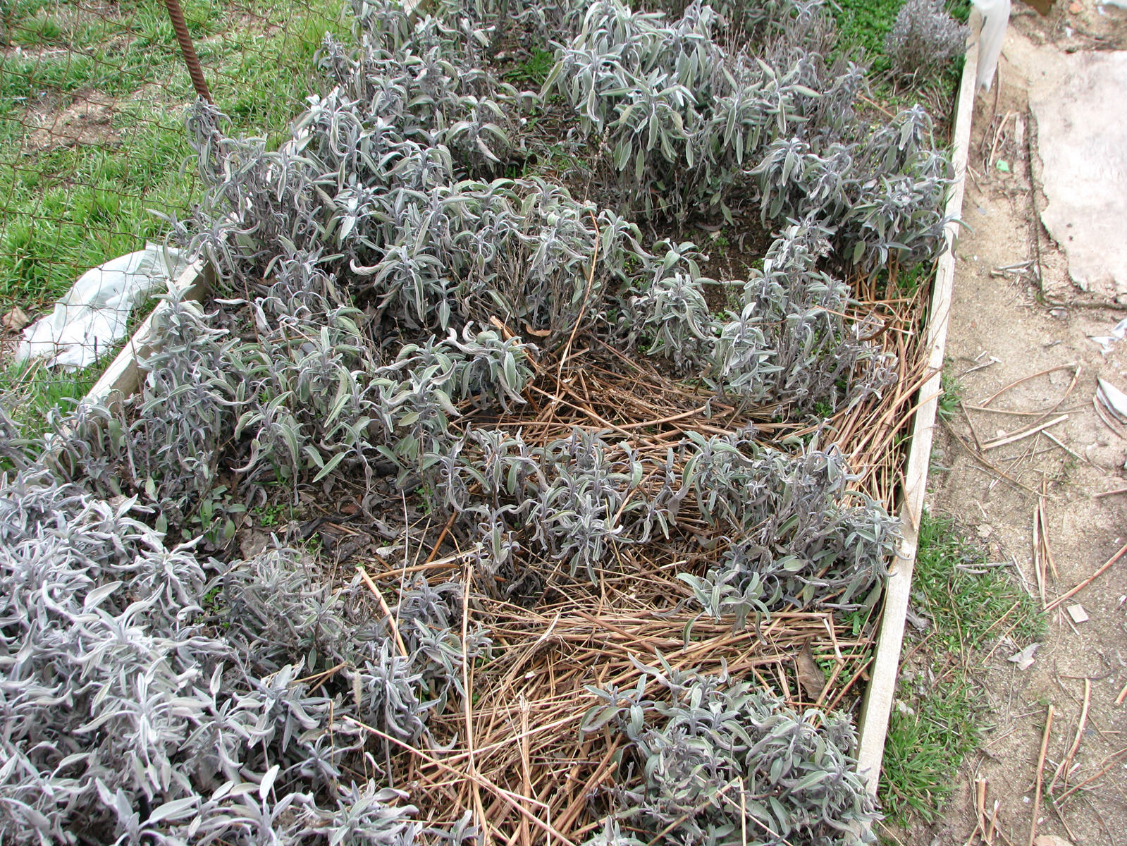 Tè fermentato a base di foglie di giardino e piante selvatiche (master class)