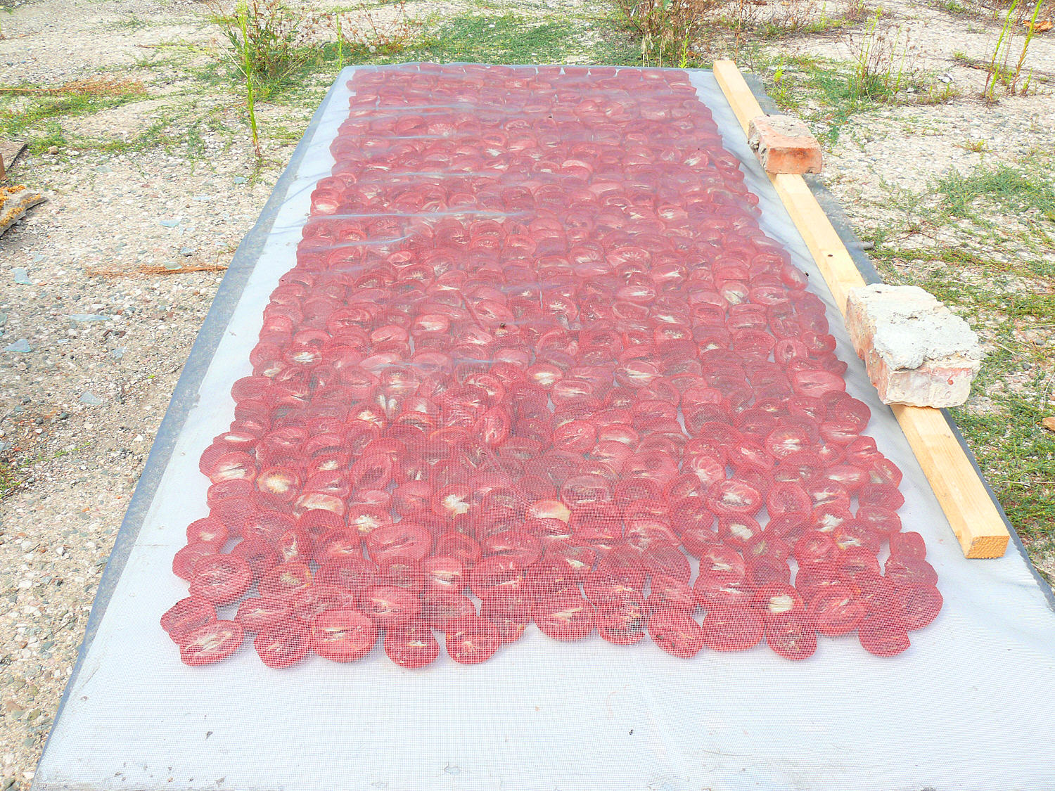 Tomàquets secs al forn amb oli perfumat (cocció i conserva)