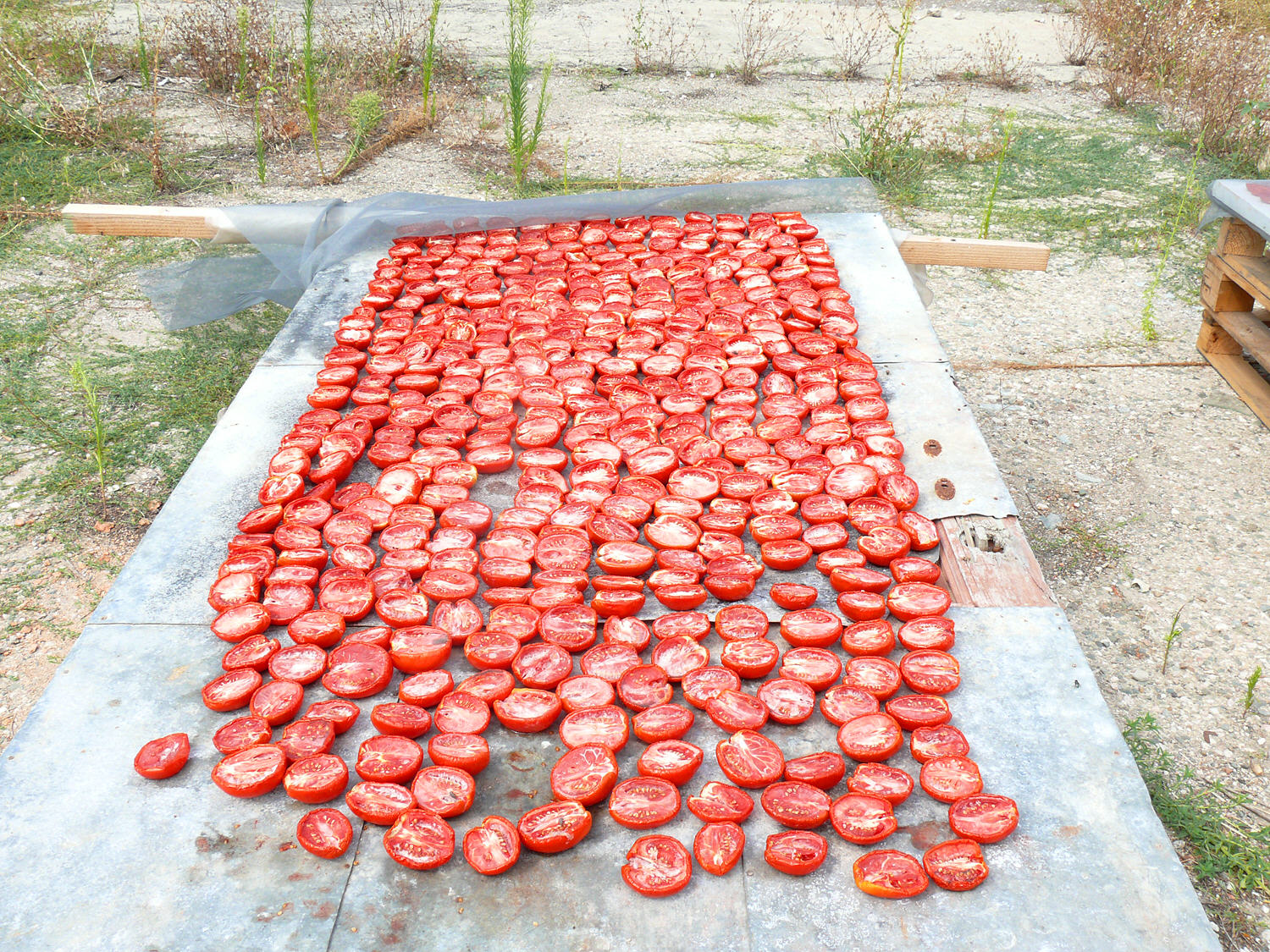 Tomàquets secs al forn amb oli perfumat (cocció i conserva)