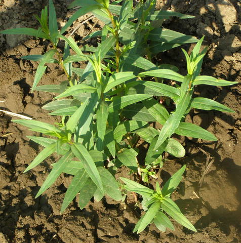 Gefermenteerde thee gemaakt van bladeren van tuin en wilde planten (masterclass)