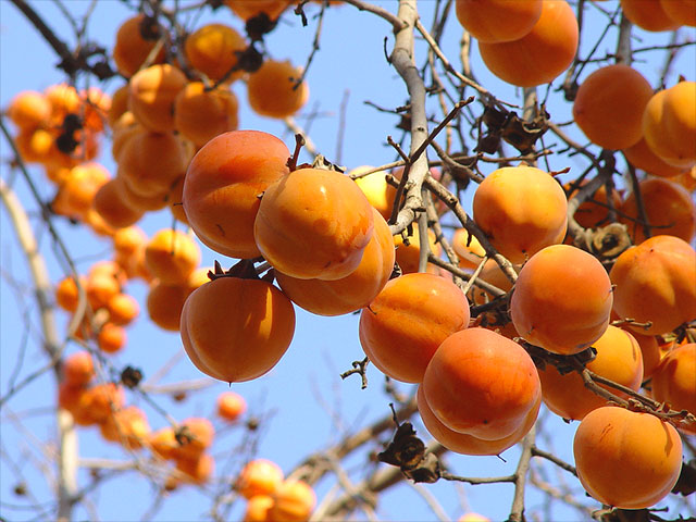 Hvorfor er persimmon nyttig (informasjon og oppskrifter)