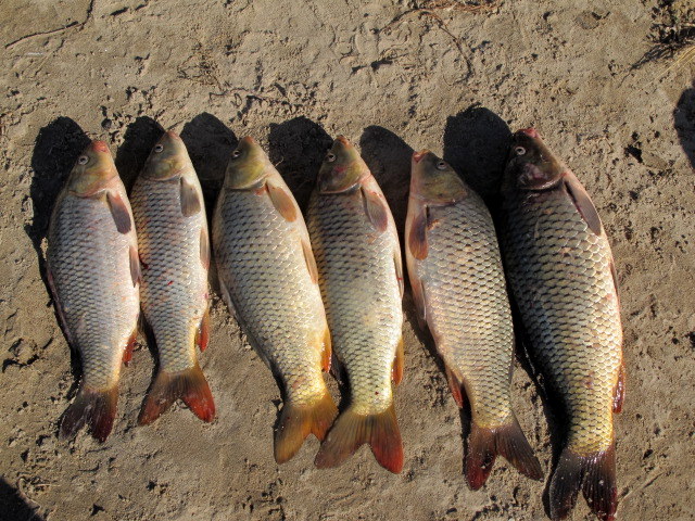 Carpa al forn