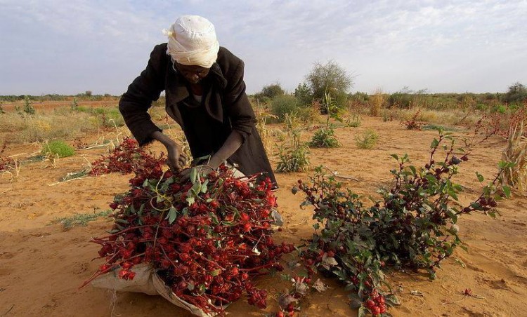 Azúcar coloreada con rellenos naturales, polvo instantáneo solo agrega agua