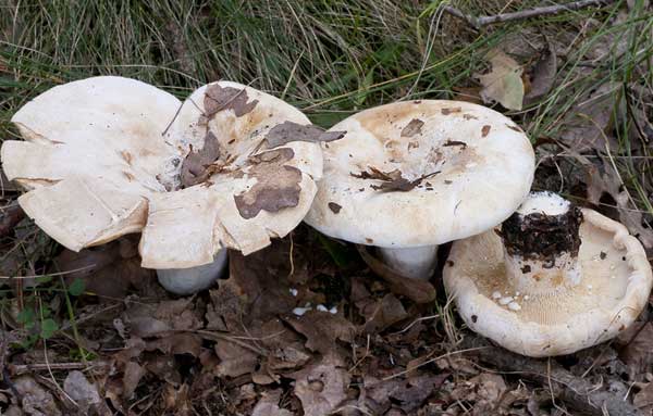 Gruzdyanka (gomba leves tejgombából)