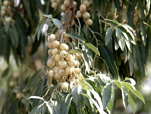 Tè fermentato a base di foglie di giardino e piante selvatiche (master class)