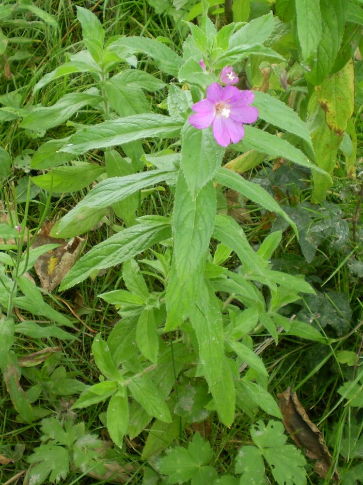 Gefermenteerde thee gemaakt van bladeren van tuin en wilde planten (masterclass)