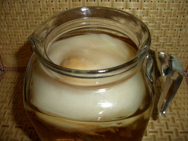 Kombucha drikke