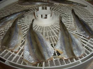 Dried / dried smelt