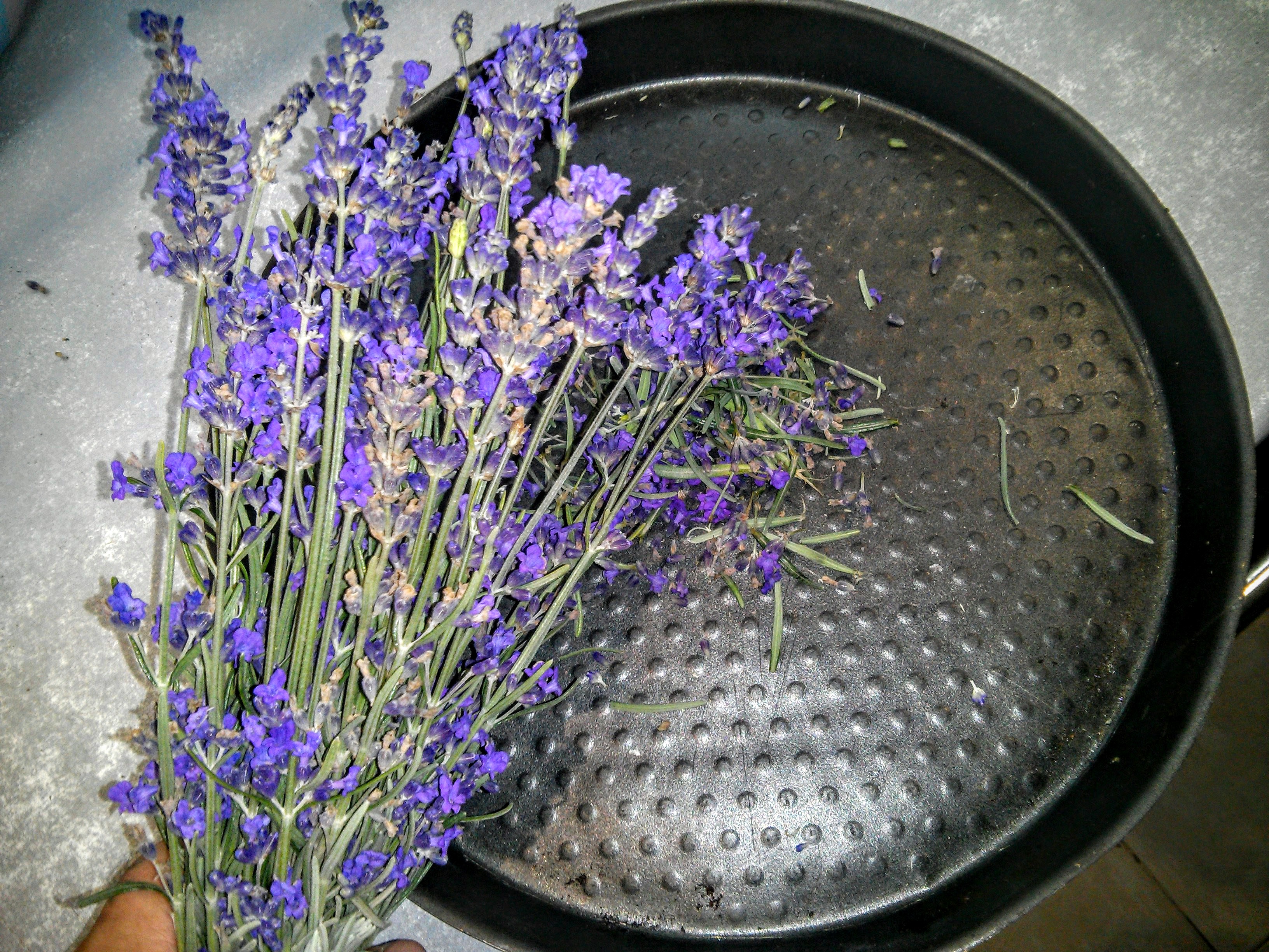 Té fermentado elaborado con hojas de jardín y plantas silvestres (clase magistral)