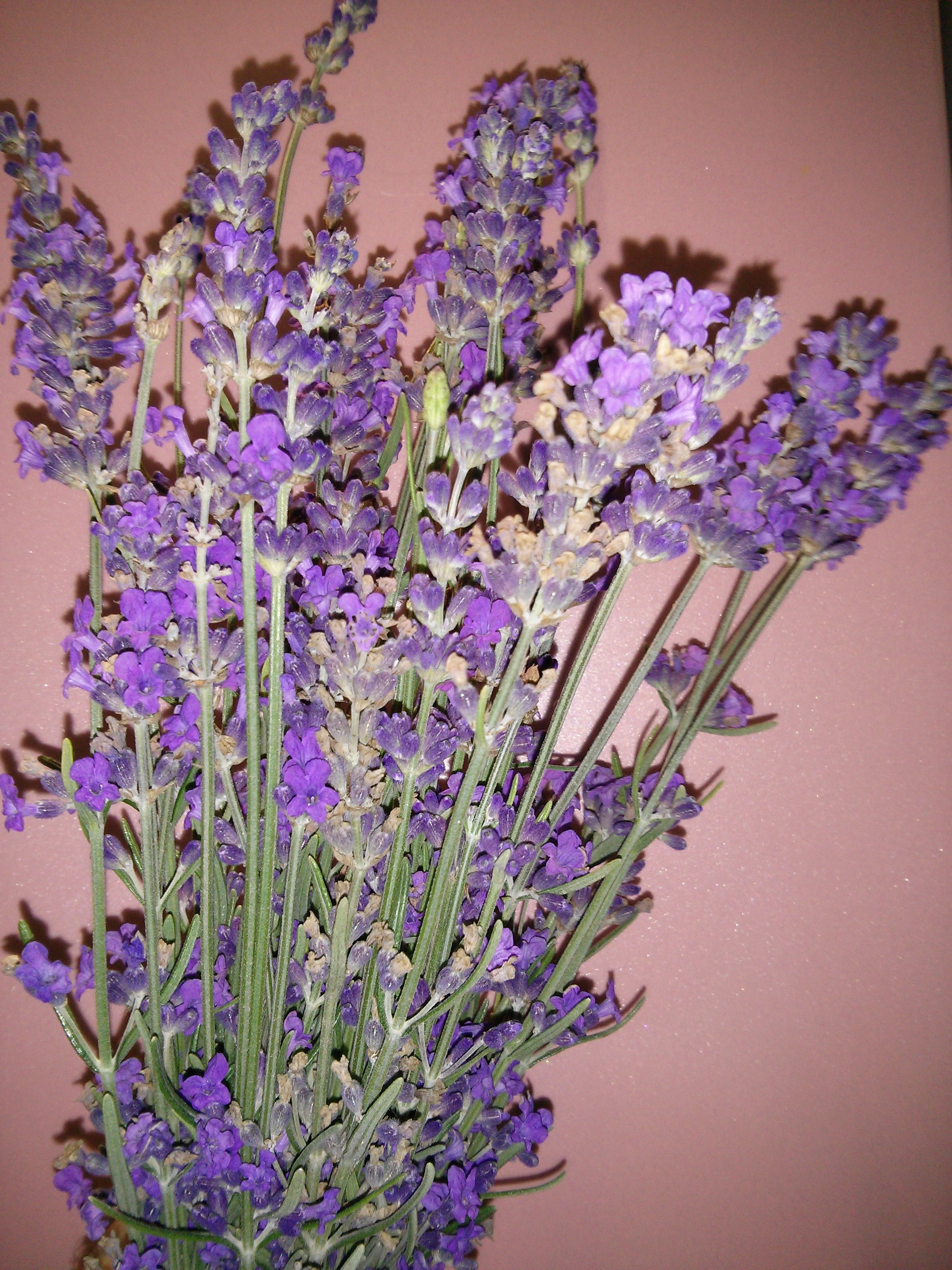 Té fermentado elaborado con hojas de jardín y plantas silvestres (clase magistral)