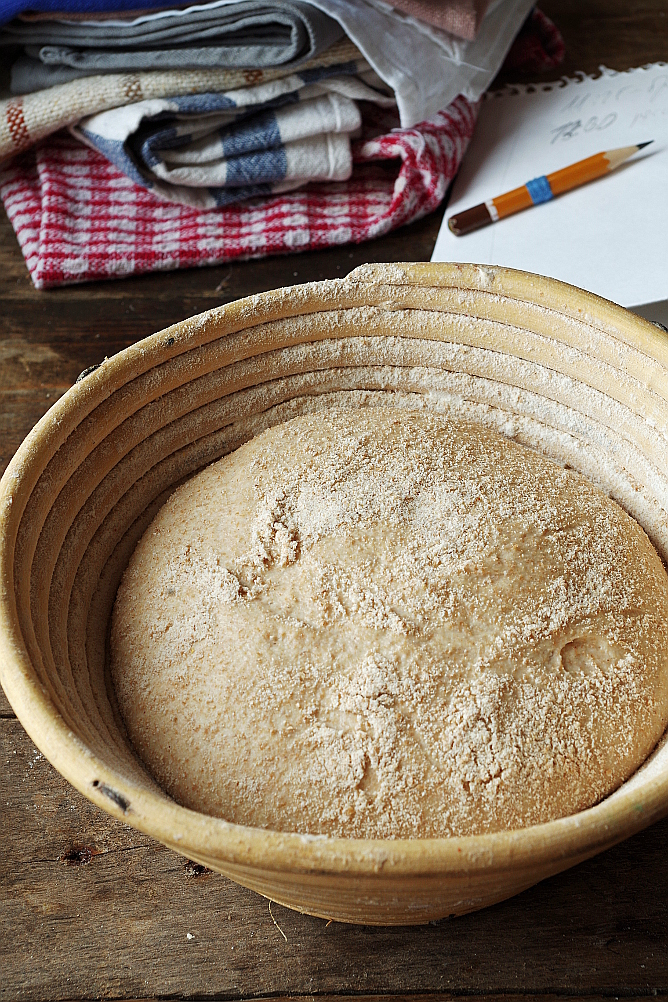 Yeast Biga and Sourdough Biga