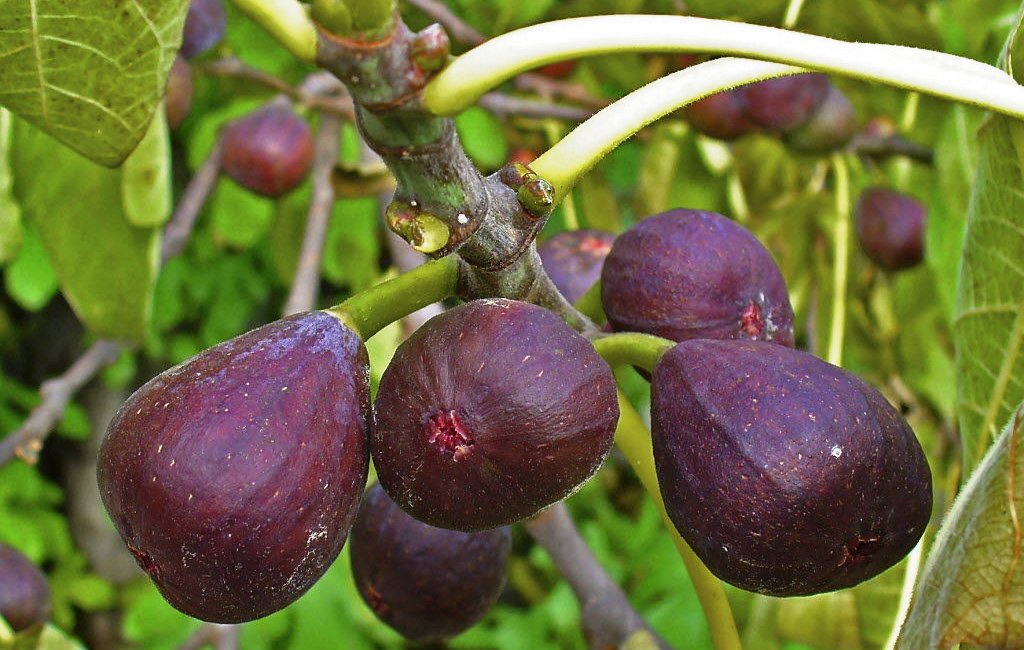 Bollos de higo