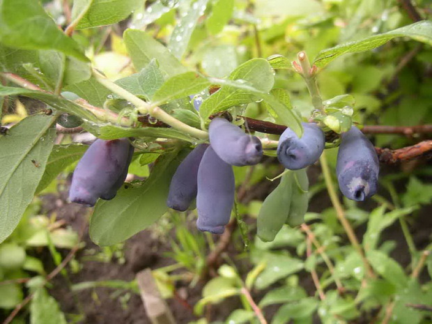 Berry water