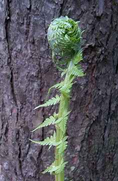 Fern ostrich