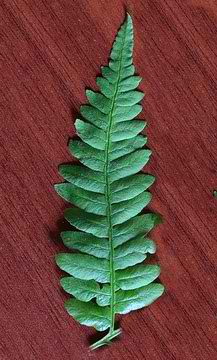 Bracken fern leaf