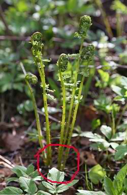 Fern shchitnik