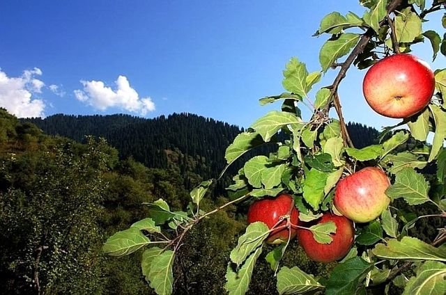 Dolci asiatici con lievito naturale su brodo di carne, cipolle e katyk