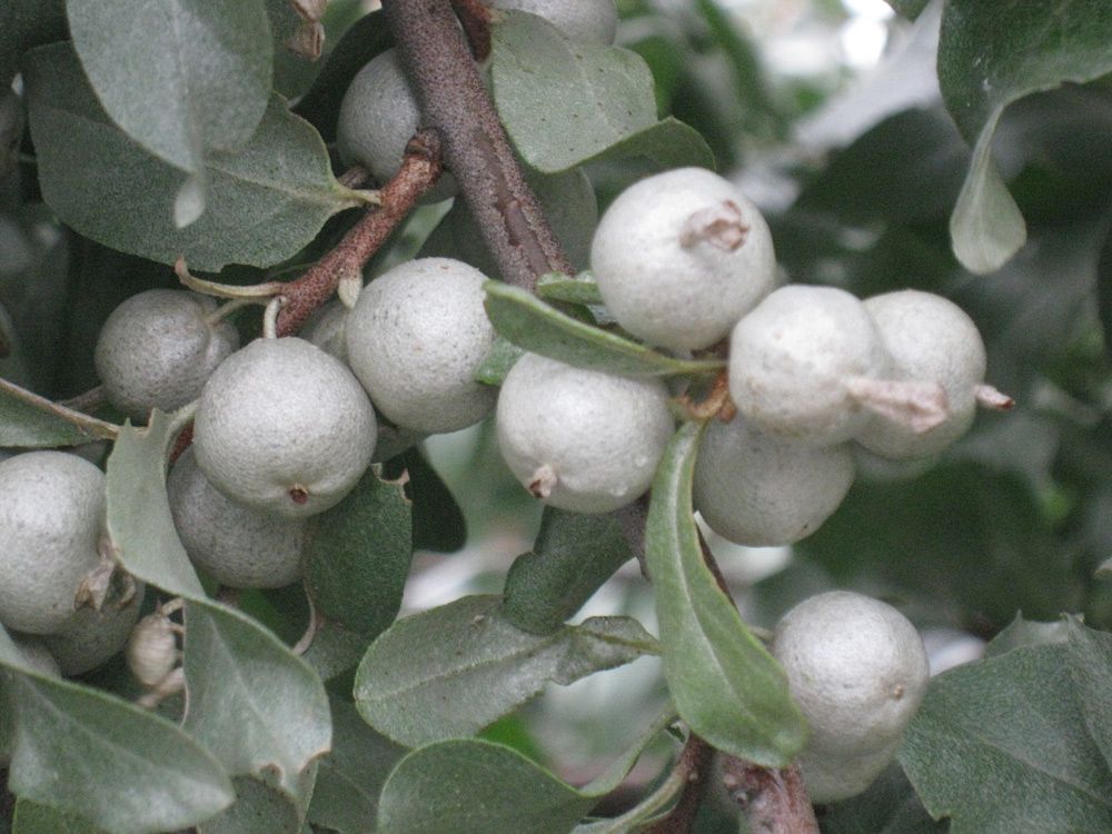 Gefermenteerde thee gemaakt van bladeren van tuin en wilde planten (masterclass)