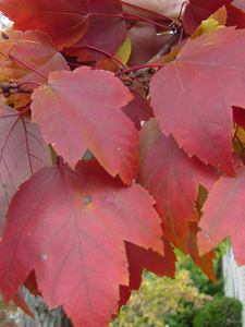 Tè fermentato a base di foglie di giardino e piante selvatiche (master class)