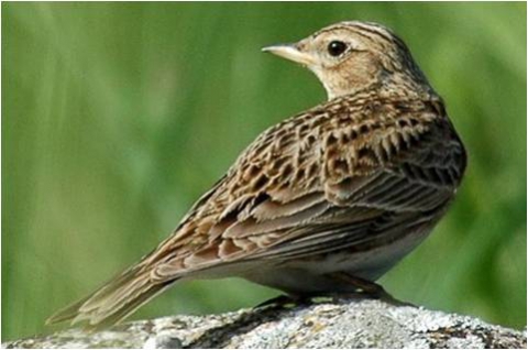 Leipziger Lerchen - Leipzig Lark