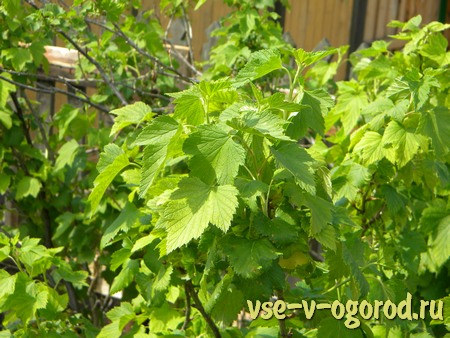 Cold currant-orange tea