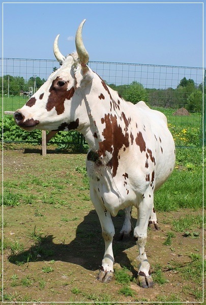 Achma pentru leneși