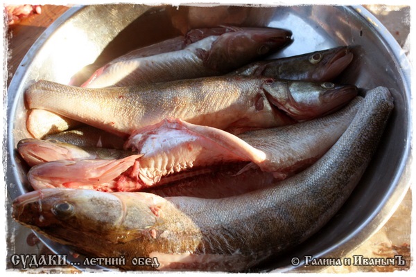 Almuerzo de lucioperca (publicación de verano)