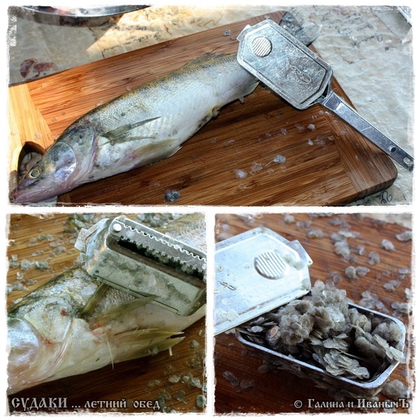 Pike perch μεσημεριανό (καλοκαιρινή θέση)