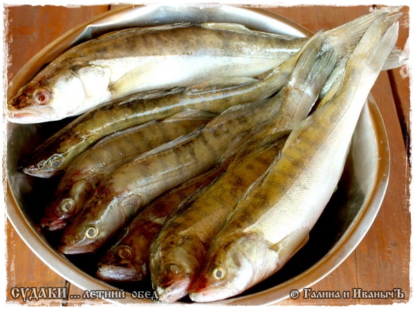 Almuerzo de lucioperca (publicación de verano)