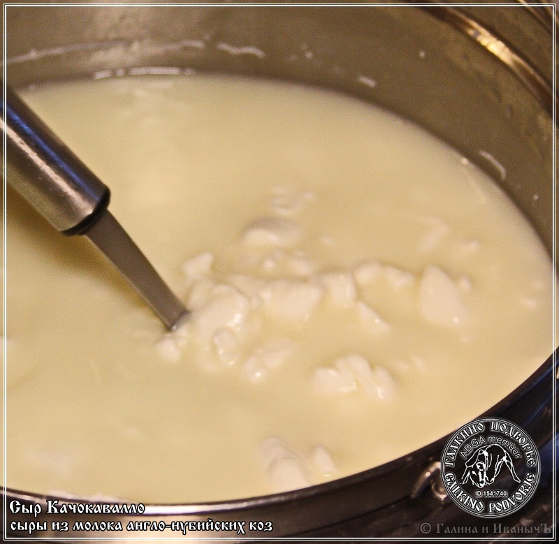 Cachocavallo cheese from Anglo-Nubian goat milk