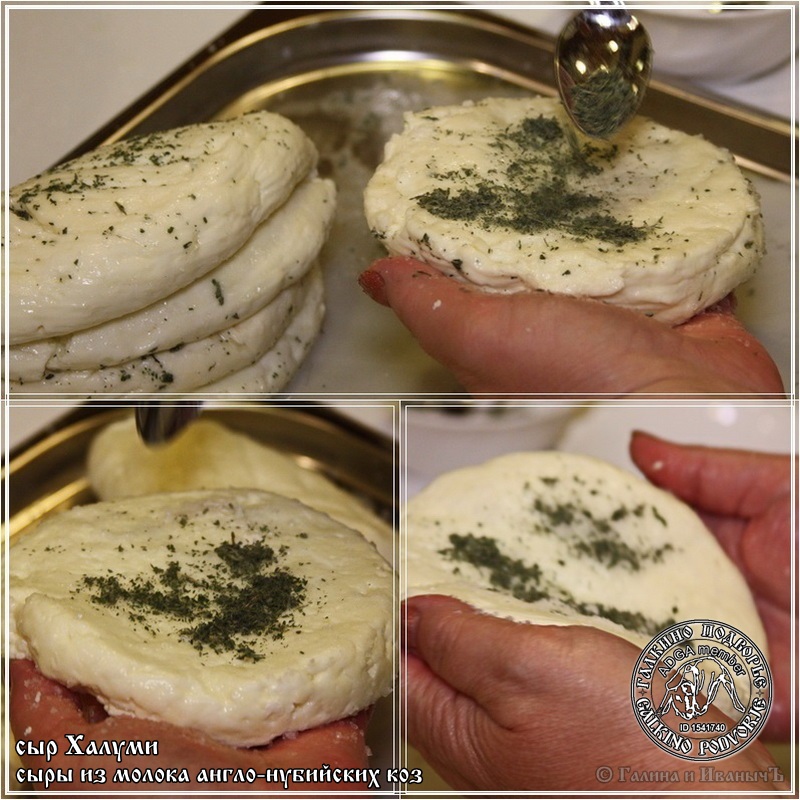 Formaggio Halloumi e Anari prodotto con latte di capra anglo-nubiano