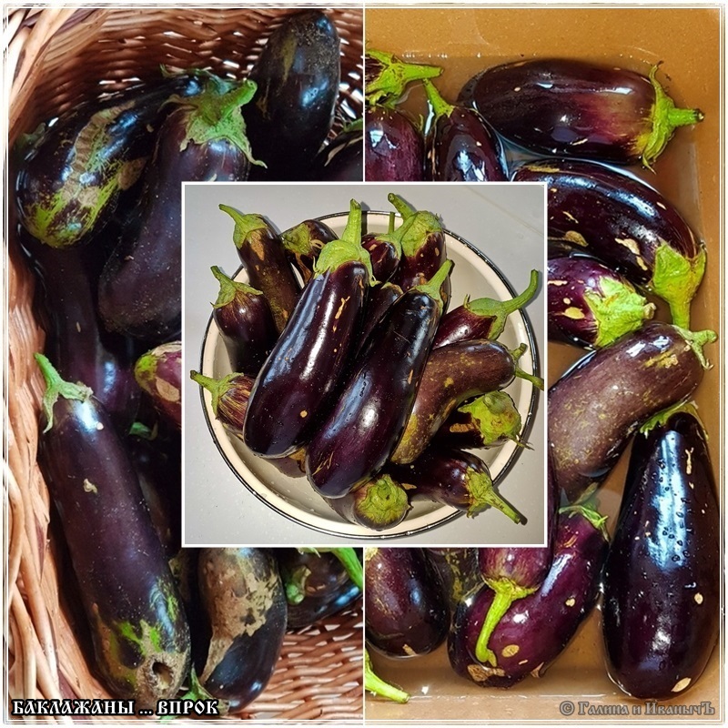 Aubergine voor toekomstig gebruik