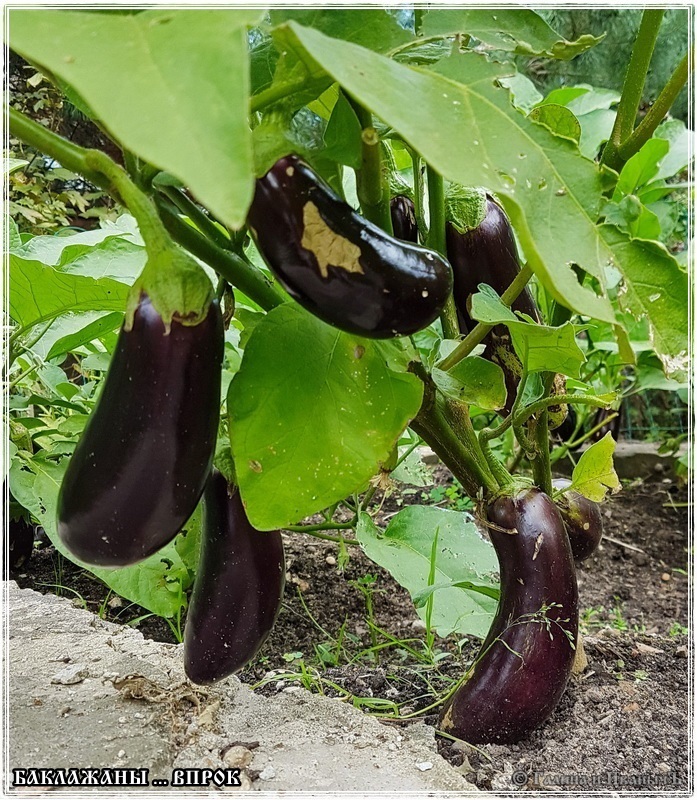 Aubergine voor toekomstig gebruik