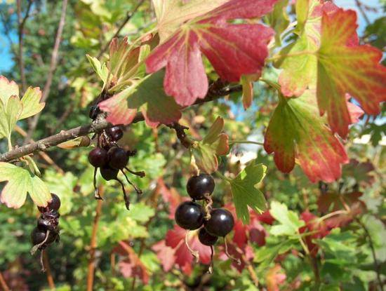 Gefermenteerde thee gemaakt van bladeren van tuin en wilde planten (masterclass)