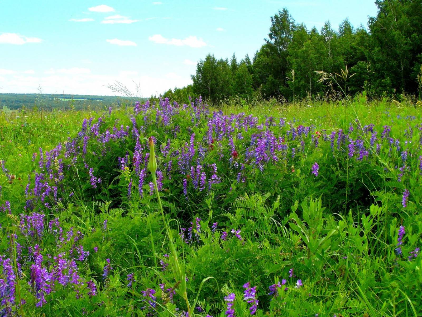 Ivan tea (fermentation of fireweed leaves) - master class