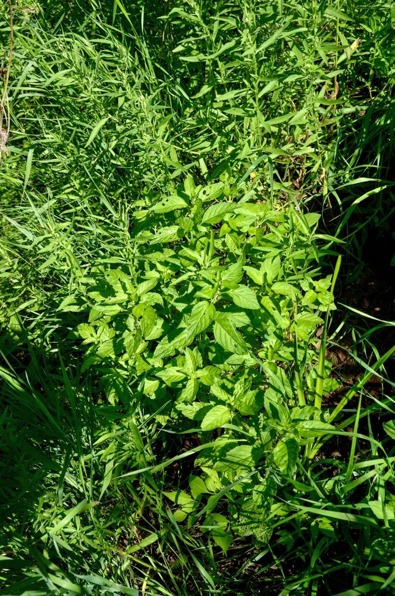 Gefermenteerde thee gemaakt van bladeren van tuin en wilde planten (masterclass)