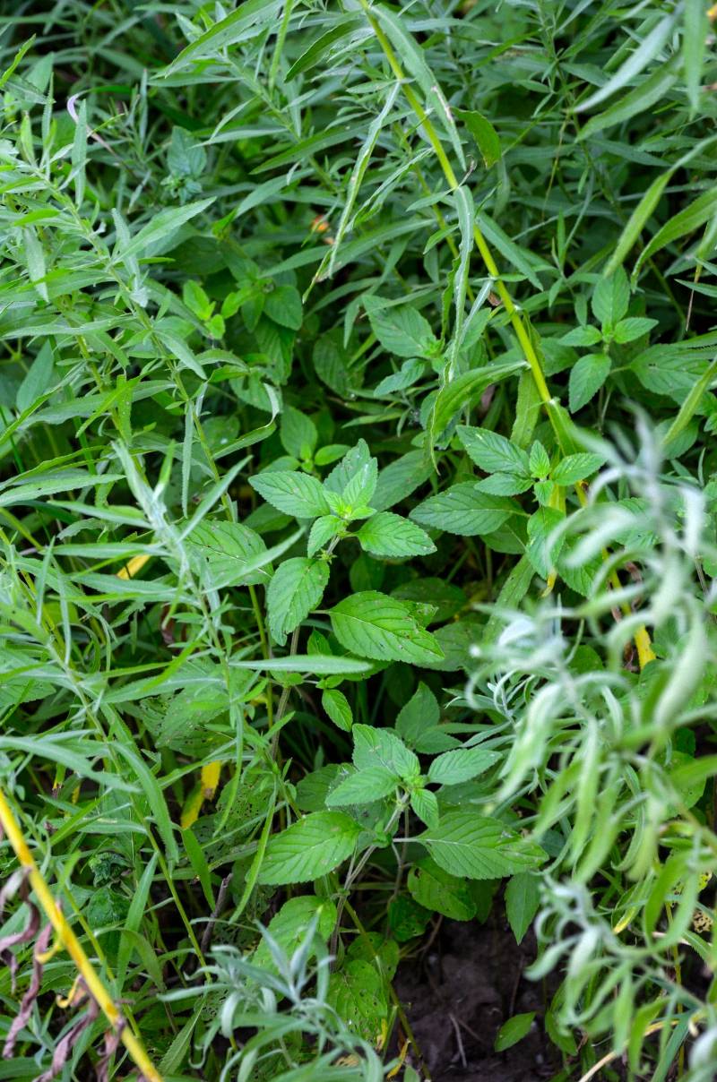 Gefermenteerde thee gemaakt van bladeren van tuin en wilde planten (masterclass)