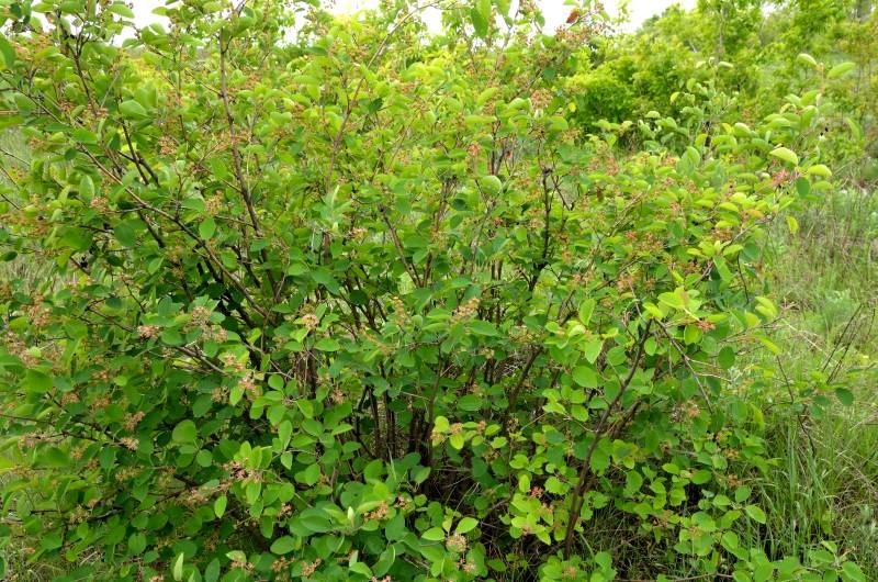 Gefermenteerde thee gemaakt van bladeren van tuin en wilde planten (masterclass)