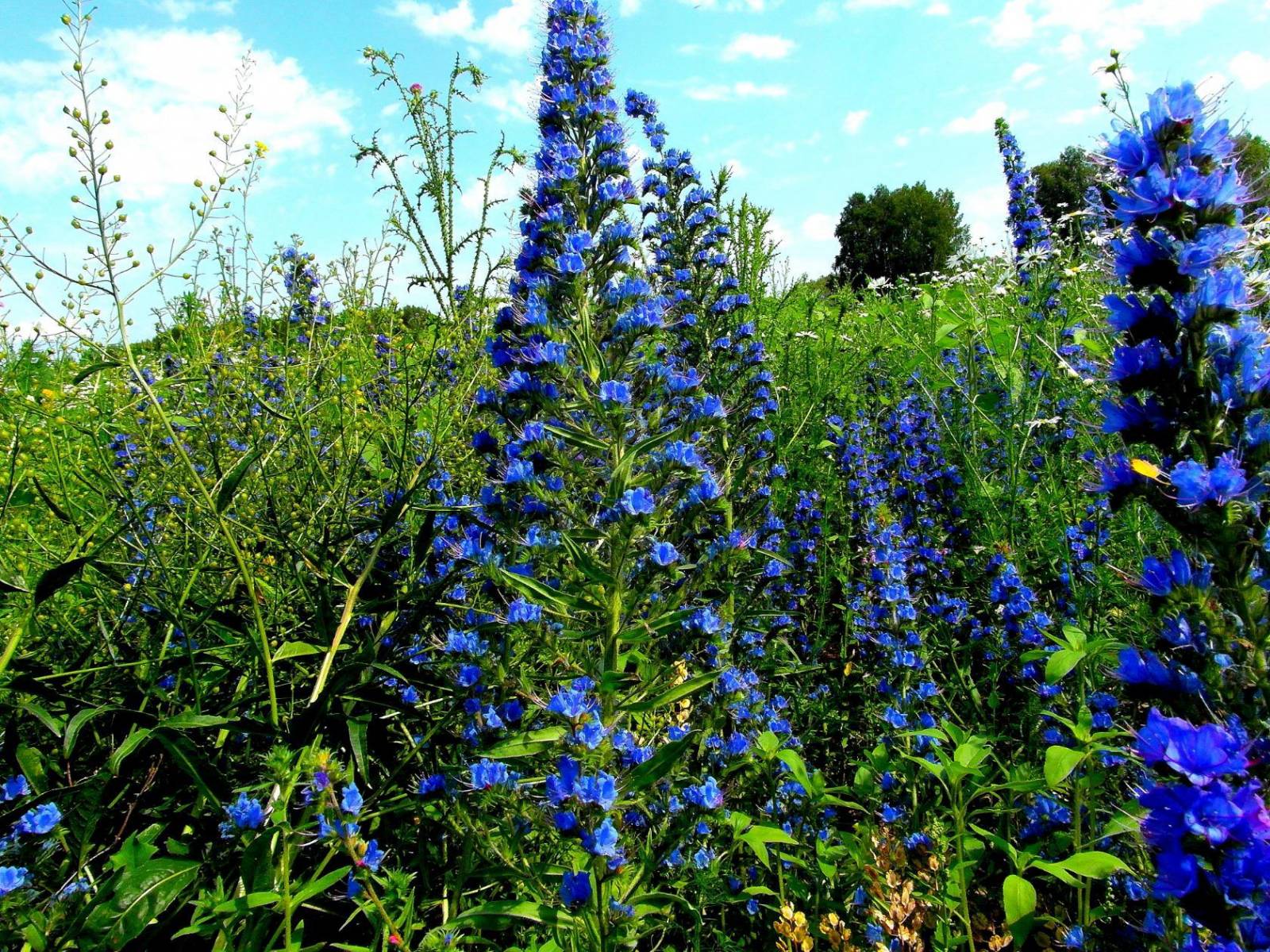 Gefermenteerde thee gemaakt van bladeren van tuin en wilde planten (masterclass)