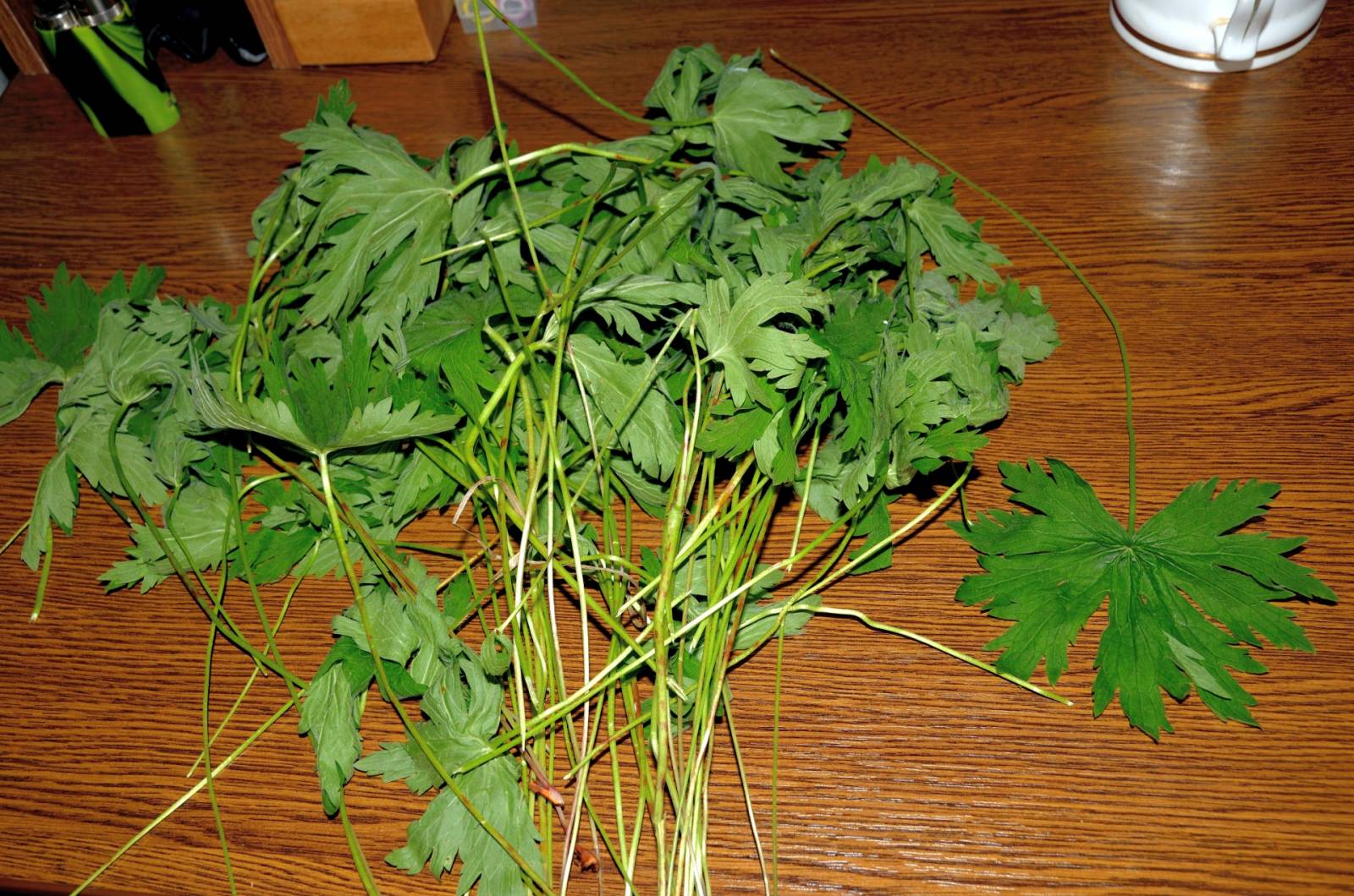 Fermented tea made from leaves of garden and wild plants (master class)