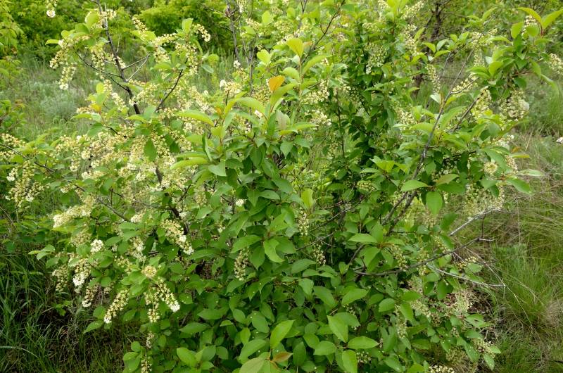 Gefermenteerde thee gemaakt van bladeren van tuin en wilde planten (masterclass)