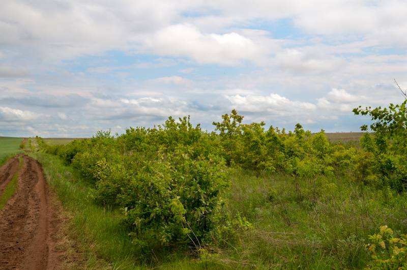 Gefermenteerde thee gemaakt van bladeren van tuin en wilde planten (masterclass)