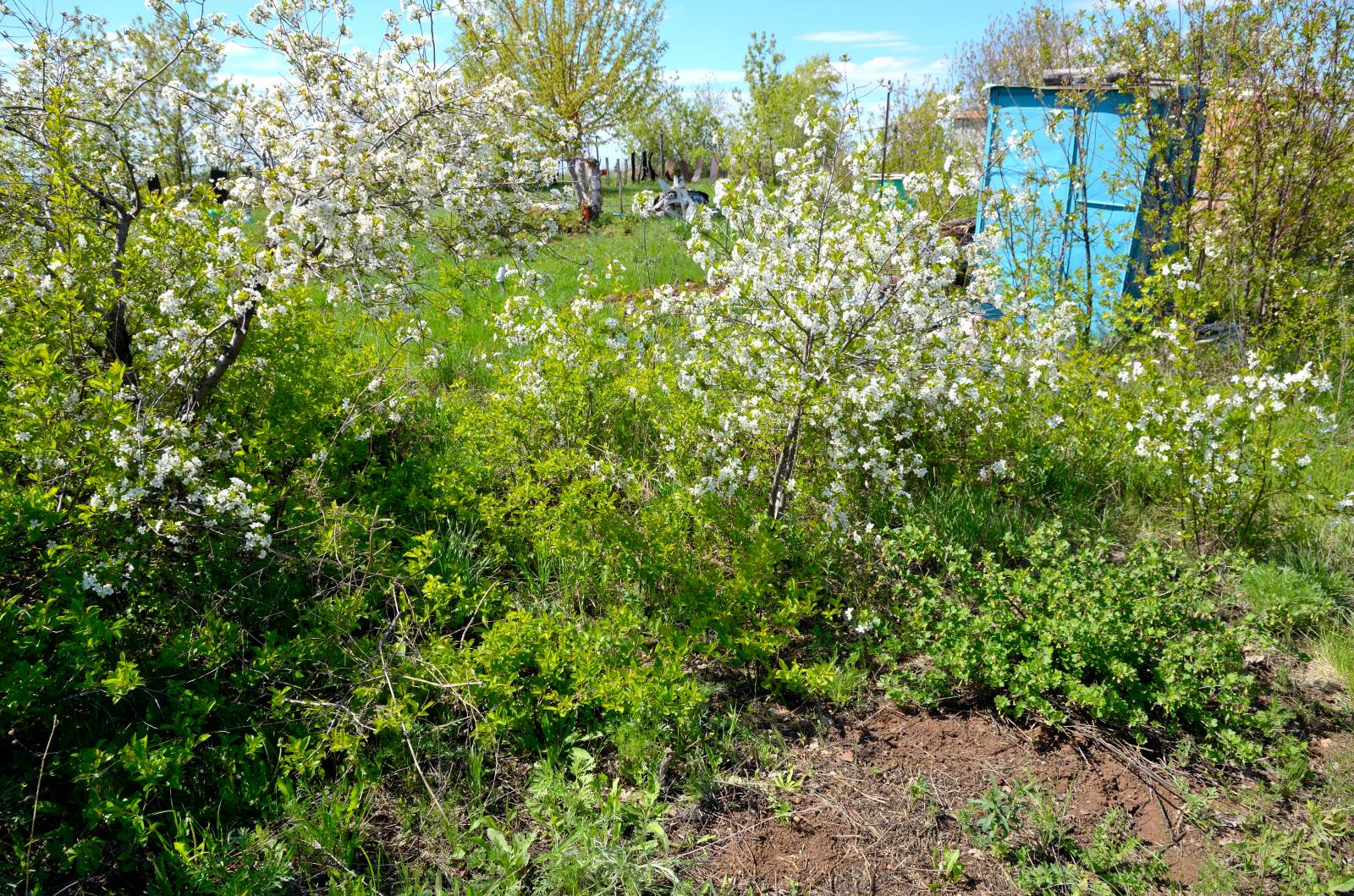 Gefermenteerde thee gemaakt van bladeren van tuin en wilde planten (masterclass)