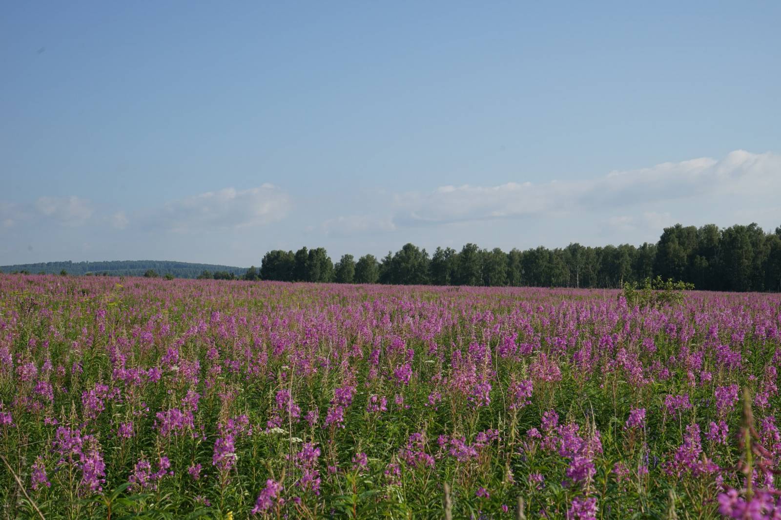 Ivan tea (fermentation of fireweed leaves) - master class